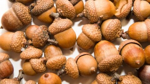 The Tasty Truth About Acorns: A Nutrient-Packed Survival Staple