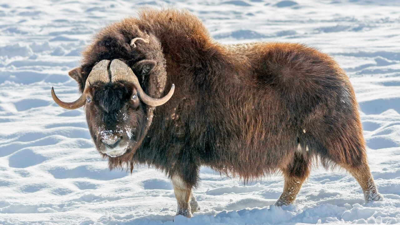 Life at -58°F: How 15 Arctic Species Thrive in the Cold - Musk Ox ss1079290946 bpgm