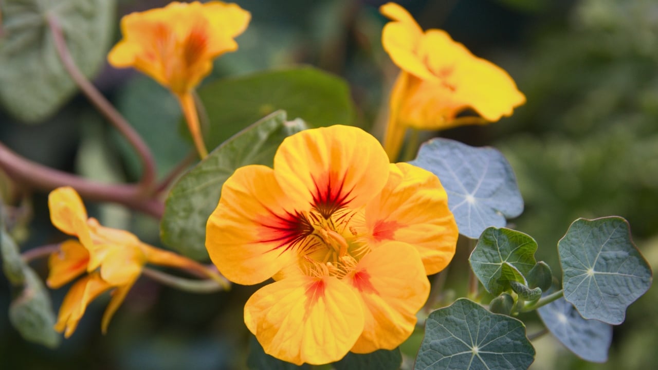 Bugs Beware: These 15 Plants Keep Gardens Safe - Nasturtium plant with yellow flowers ss1727733037 degm
