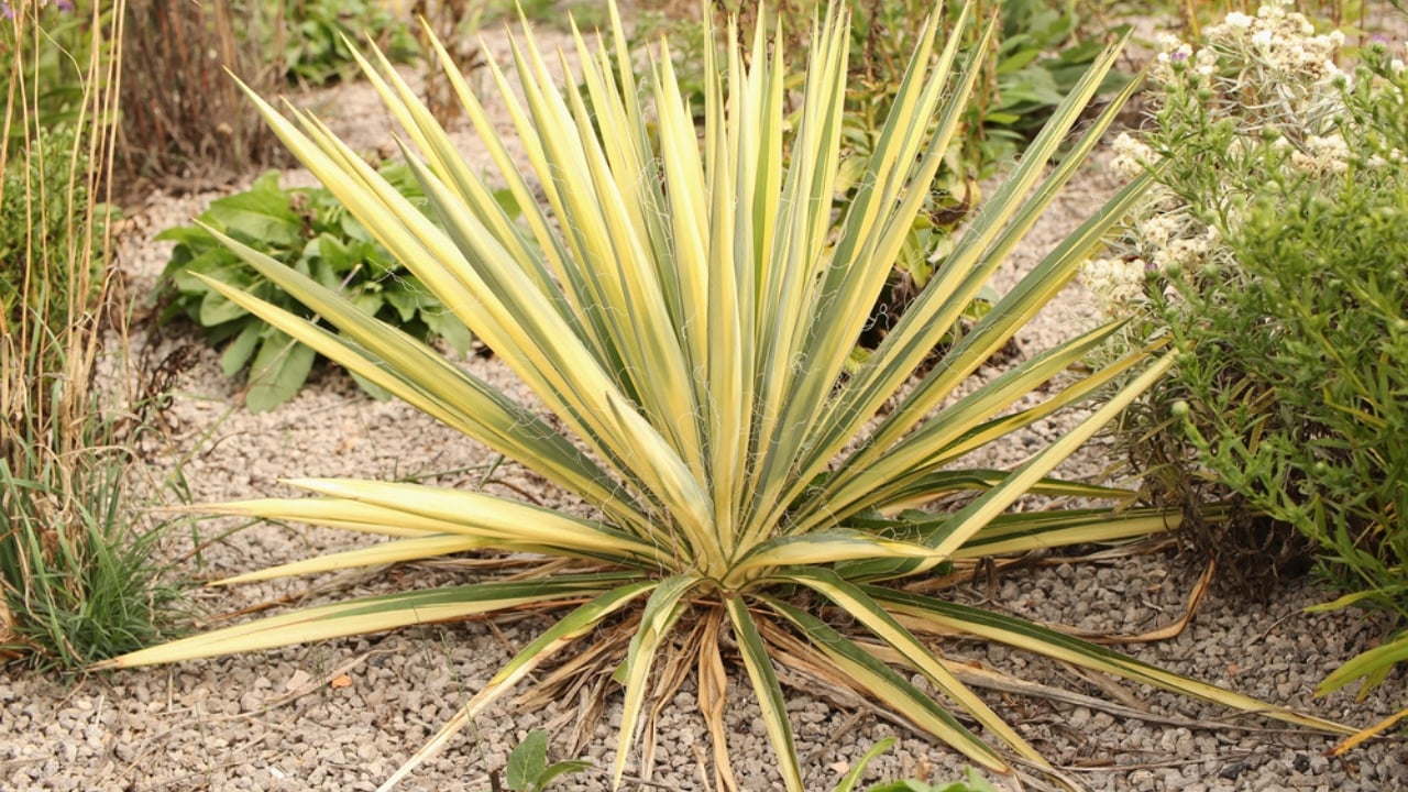No Fence Needed: 12 Tall Ornamental Grasses for Perfect Privacy -
