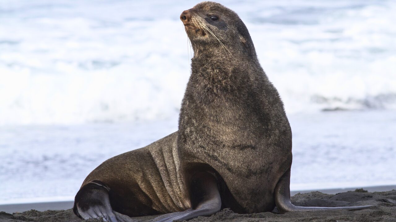 15 Unique Species Proving Nature’s Underdogs Are Extraordinary - Northern Fur Seal ss344451143 bpgm