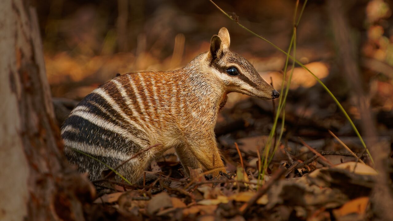 15 Unique Species Proving Nature’s Underdogs Are Extraordinary - Numbat ss2325954063 bpgm