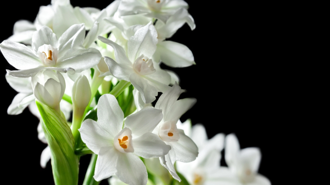 16 Christmas Plants to Brighten Your Holiday Décor - Paperwhites flower dp69762643 dnoh