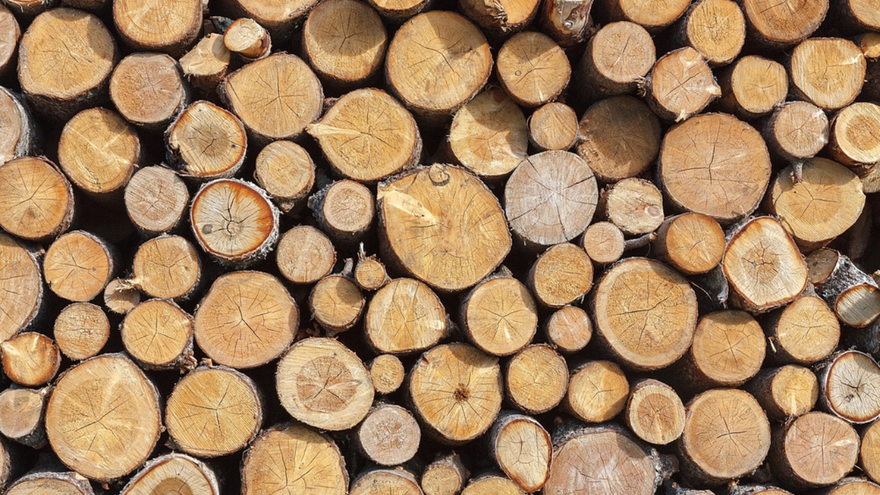 15 Woods You Should Never Burn: Protect Your Health and Home - Pine Wood dp144058613 dnoh
