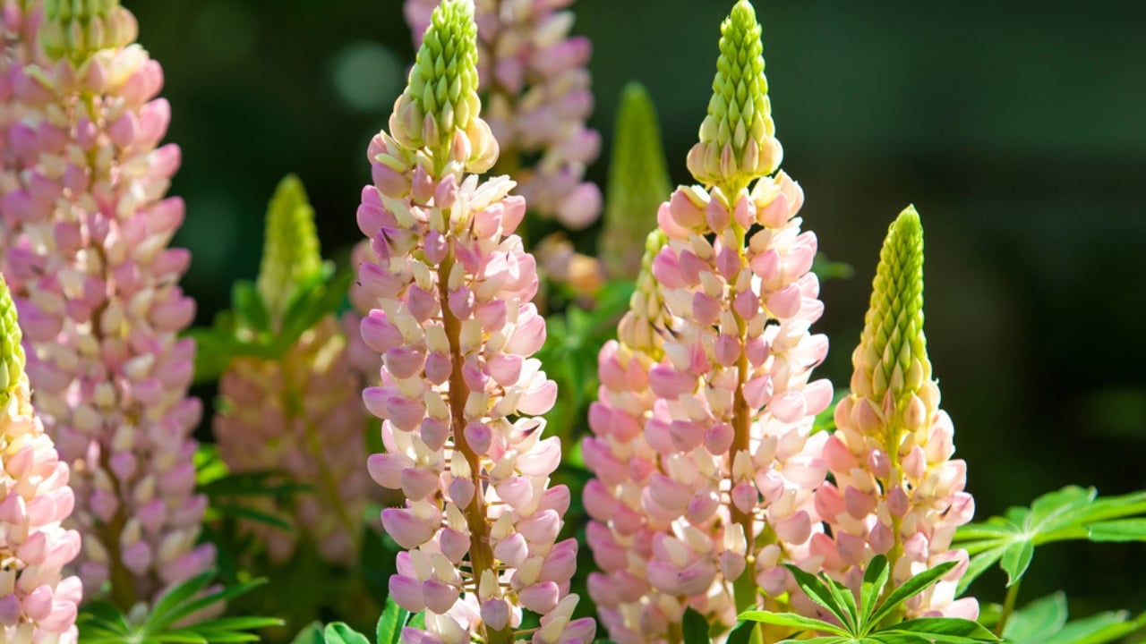 15 Gorgeous Pink Flowers That Add Color & Life to Any Garden - Pink Lupine dp66934193 dnoh