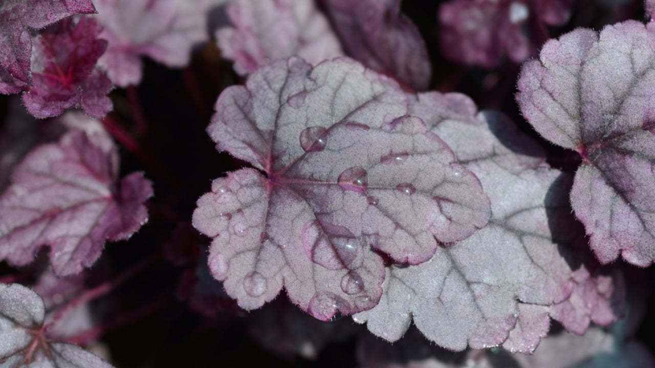 15 Gorgeous Pink Flowers That Add Color & Life to Any Garden - Pink Panther Coral Bells ss2197950385 dpdgm