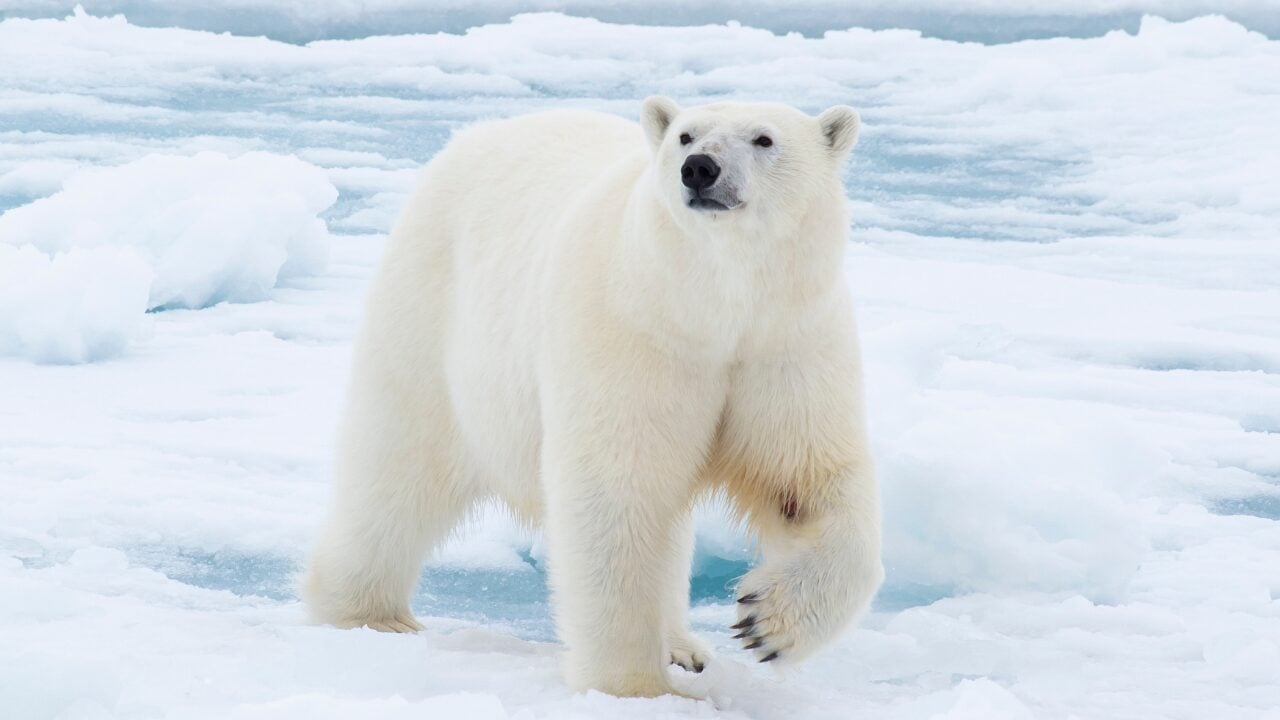 Life at -58°F: How 15 Arctic Species Thrive in the Cold - Polar bear ss1373689370 bpgm