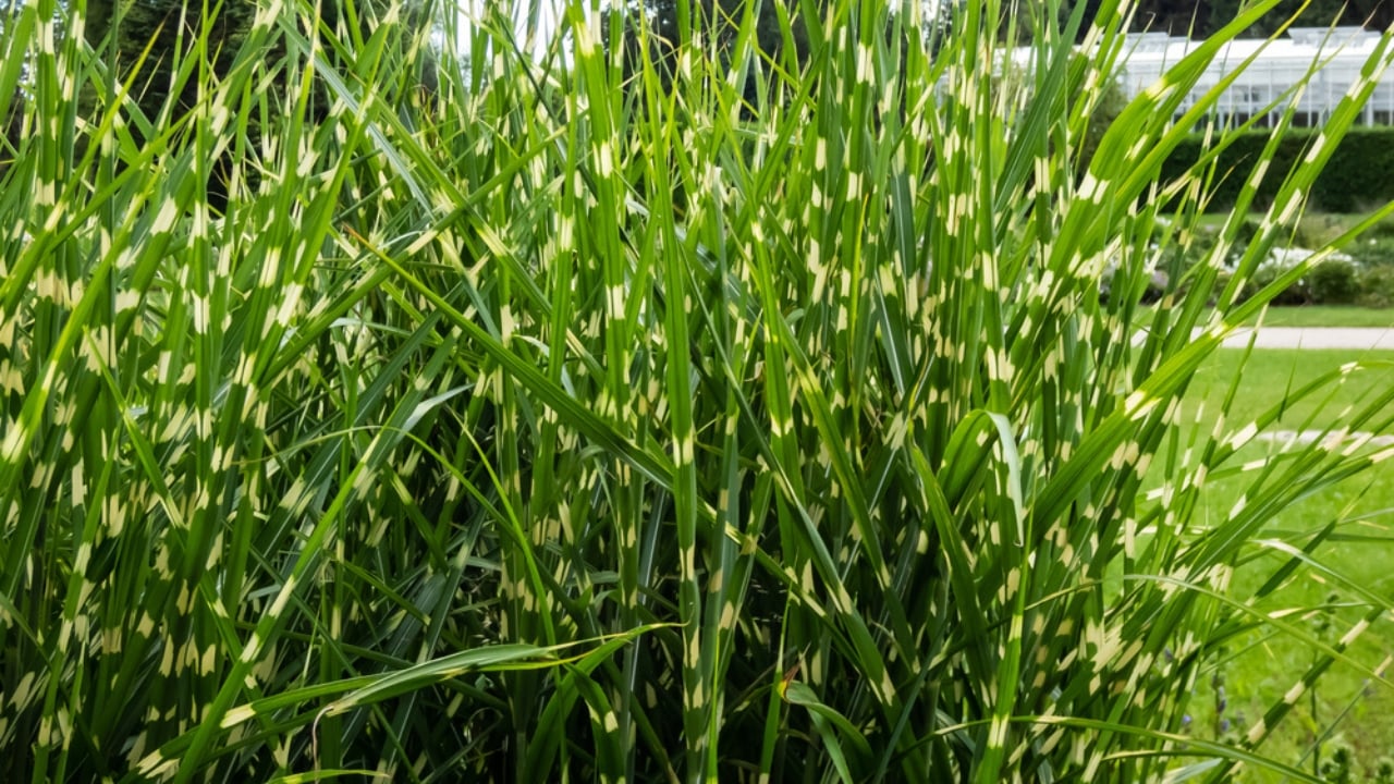 No Fence Needed: 12 Tall Ornamental Grasses for Perfect Privacy - Porcupine Grass dp606415556 dnoh