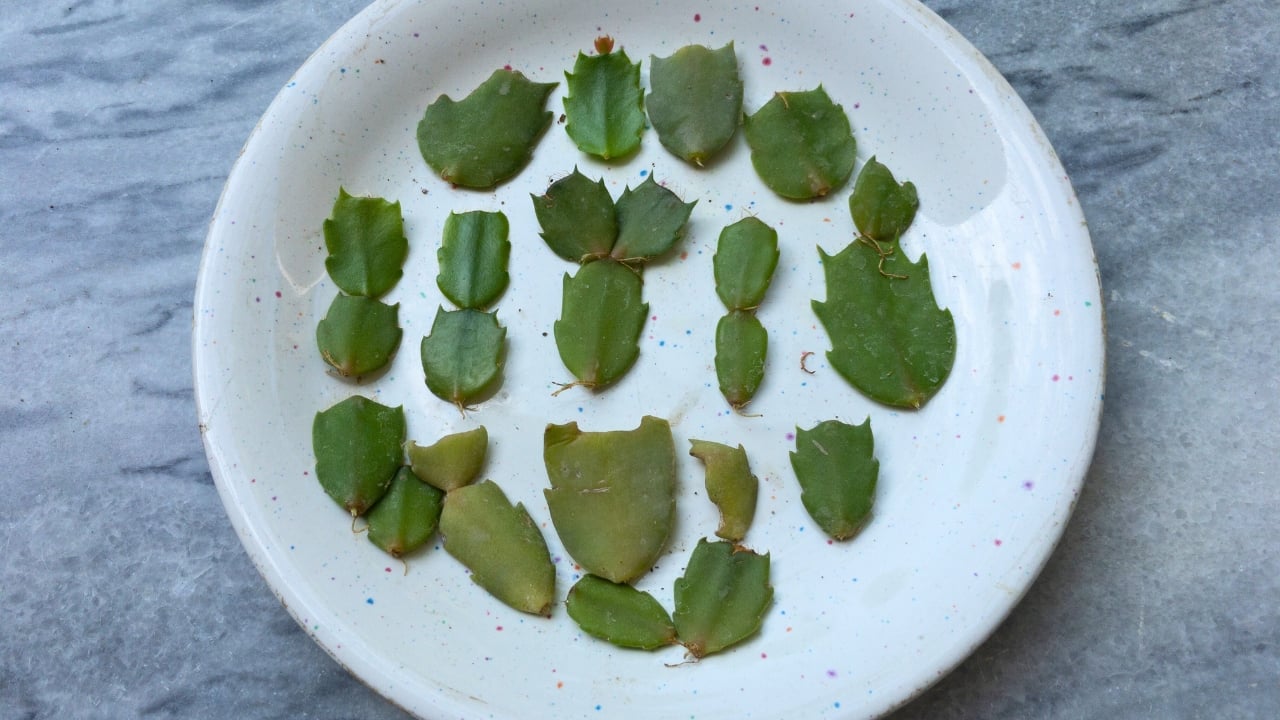 Turn One Christmas Cactus into Many with These Easy Tips - Propagation of Christmas Cactus ss2030863994 degm