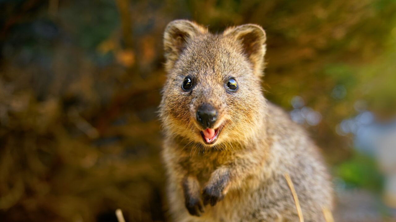 15 Unique Species Proving Nature’s Underdogs Are Extraordinary - Qoukka ss2326651565 bpgm