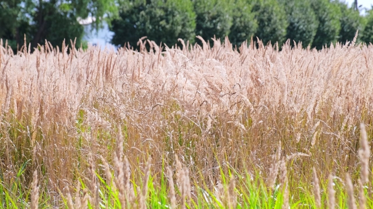 No Fence Needed: 12 Tall Ornamental Grasses for Perfect Privacy - Ravenna Grass ss2496857821 dpdgm