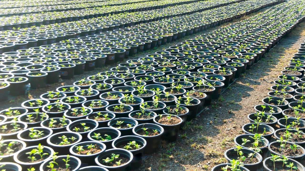 How to Profit From the $16.5B Houseplant Boom Right Now - Seedling Production dp180310770 dnoh