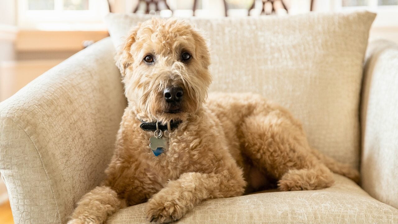 26 Dog Breeds Who Believe Aggression Is Simply Overrated - Soft Coated Wheaten Terrier ss2293533521 bpgm