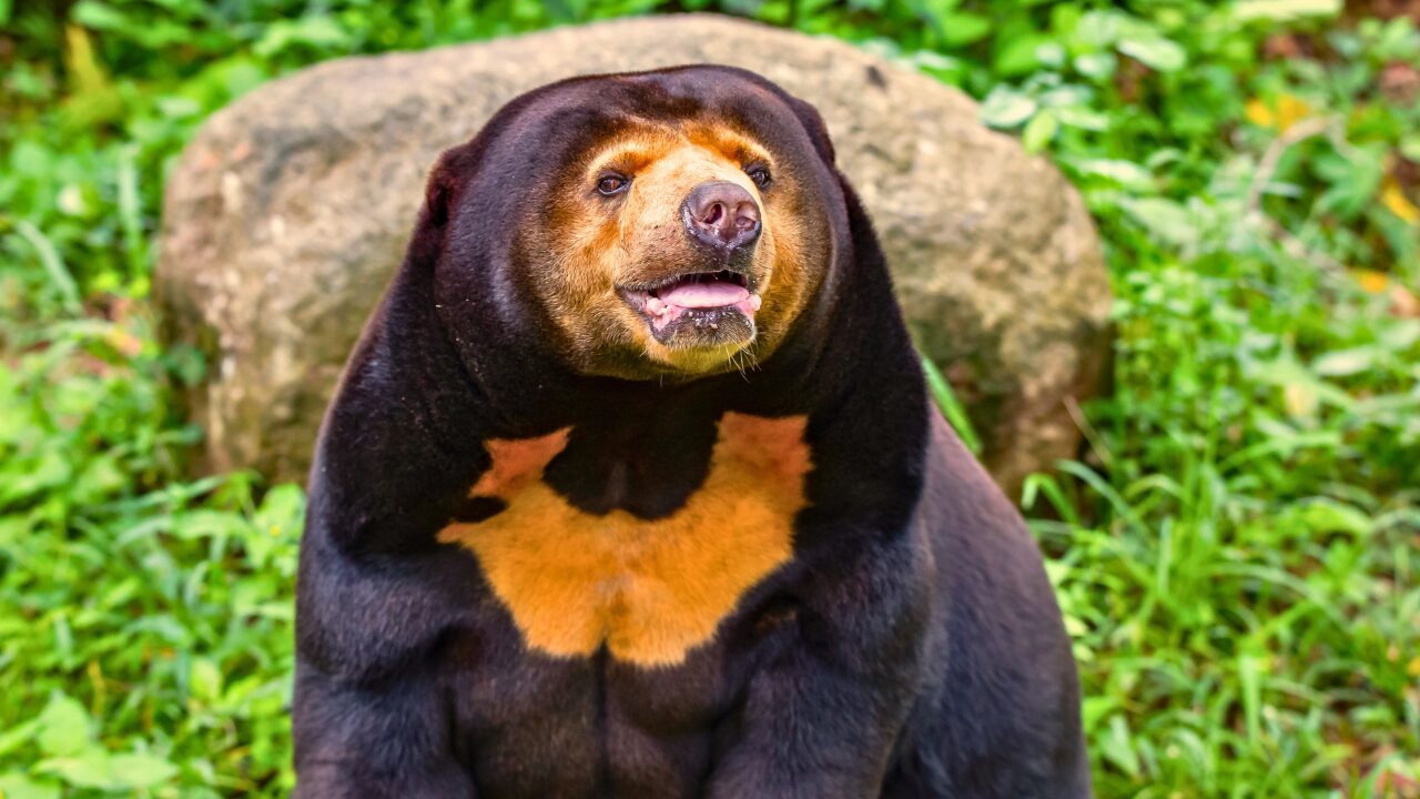 15 Unique Species Proving Nature’s Underdogs Are Extraordinary - Sun Bear ss1150450286 bpgm