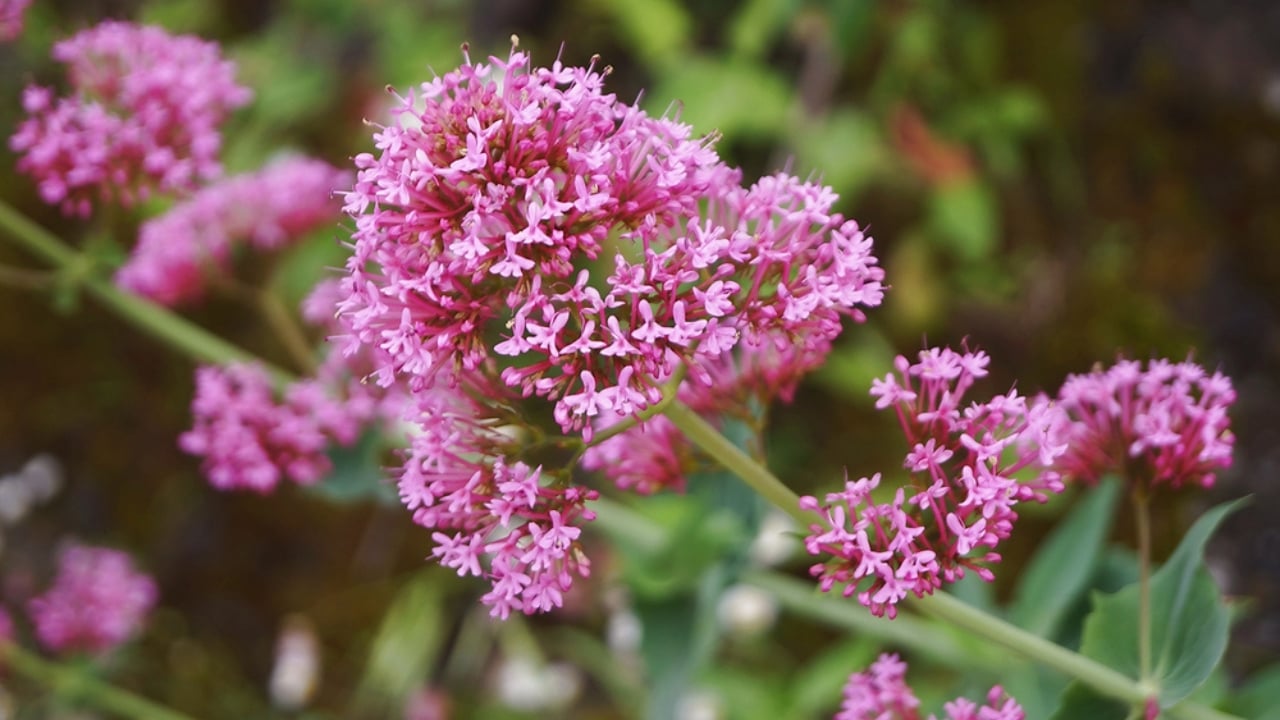 The 13 Plants That Powered Wartime Medicine in Two World Wars - Valerian dp210834618 dnoh