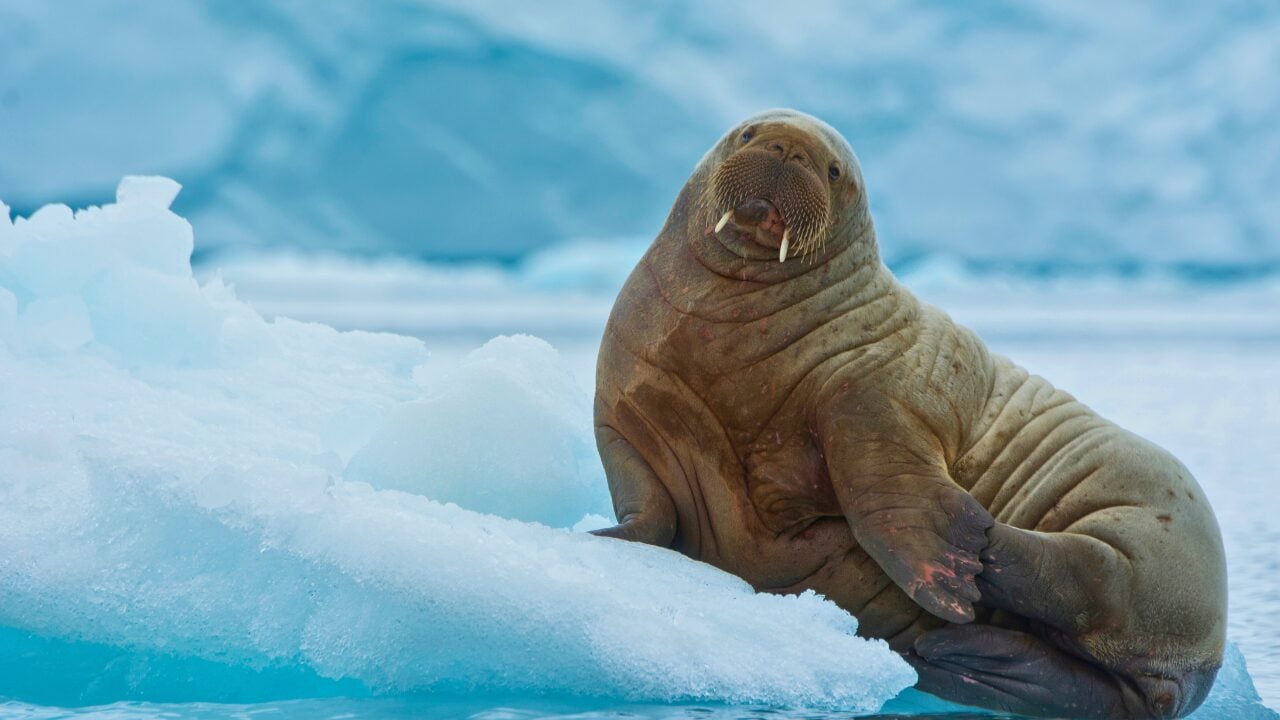 Life at -58°F: How 15 Arctic Species Thrive in the Cold - Walrus ss1279466188 bpgm