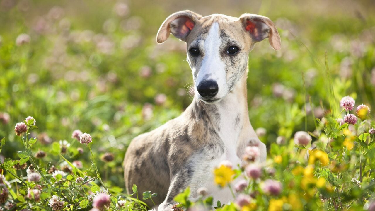 26 Dog Breeds Who Believe Aggression Is Simply Overrated - Whippet ss437336992 bpgm
