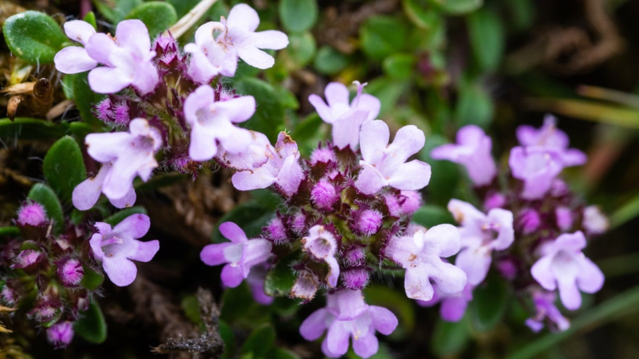 The 13 Plants That Powered Wartime Medicine in Two World Wars - Wild Thyme ss1201055671 dnoh