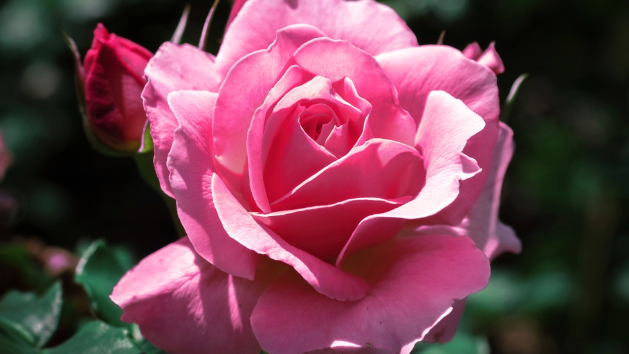16 Christmas Plants to Brighten Your Holiday Décor - Winter Rose dp537263188 dnoh