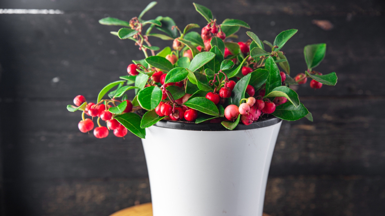16 Christmas Plants to Brighten Your Holiday Décor - Wintergreen dp522273666 dnoh