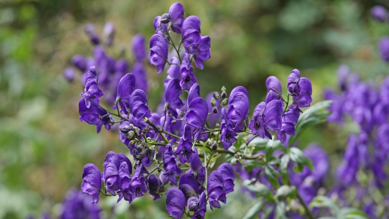 7 Deadly Plants That Changed Warfare With Poison and Fear - Wolfsbane ss2506259577 dnoh