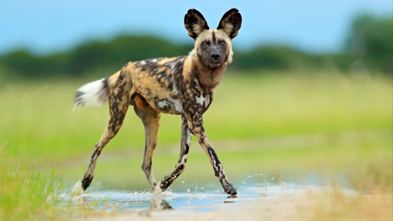 These 13 African Dogs Prove Beauty Comes From Resilience - african hunting dog ss1061441480 dnoh