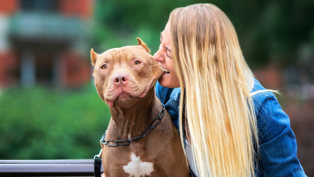 17 Strongest Dog Breeds That Prove Power Comes With Loyalty - american pit bull terrier dog ss1175306311 degm
