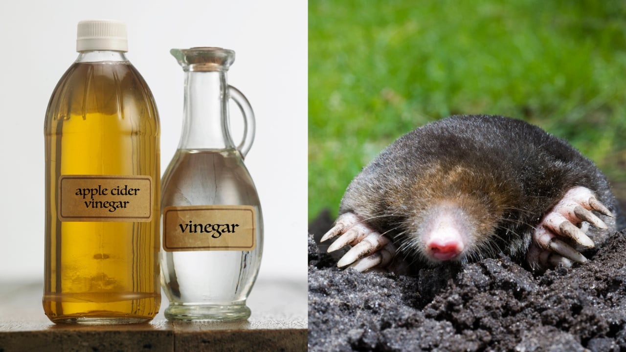 No Chemicals, No Molehills: Why Vinegar Works - apple cider vinegar and white vinegar dp138942676 mole dp11025789 dnoh