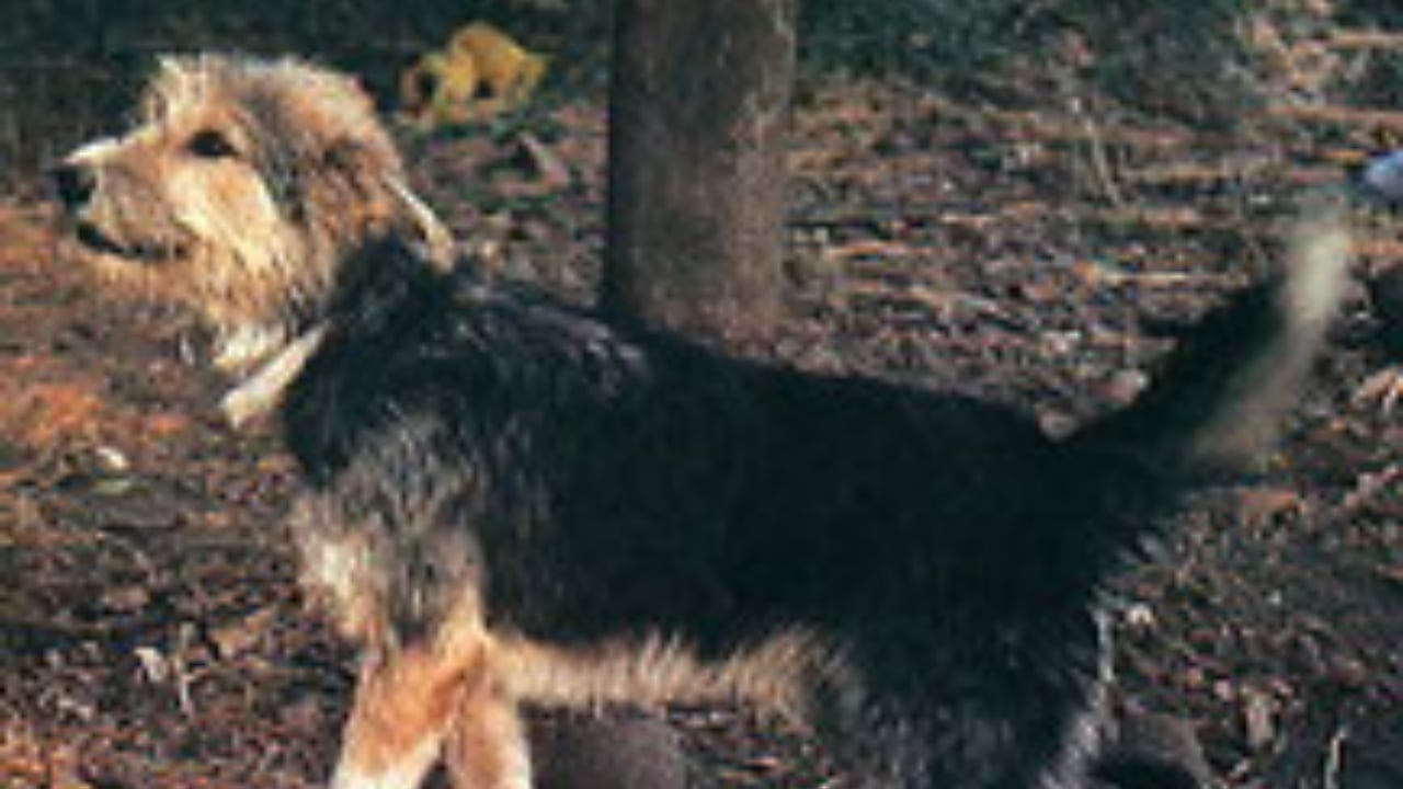 These 13 African Dogs Prove Beauty Comes From Resilience - armant dog wc