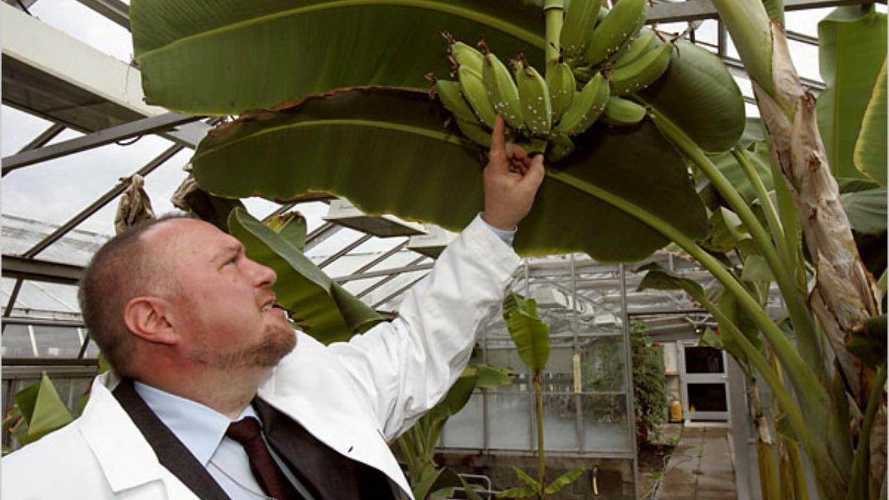 Atomic Gardening: A Cold War Experiment That Changed Crops Forever - atomic gardening 1