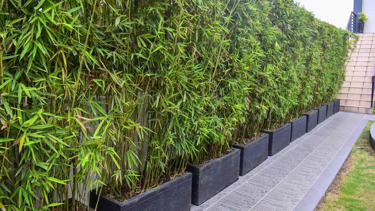 No Fence Needed: 12 Tall Ornamental Grasses for Perfect Privacy - bamboo ss2041361891 degm