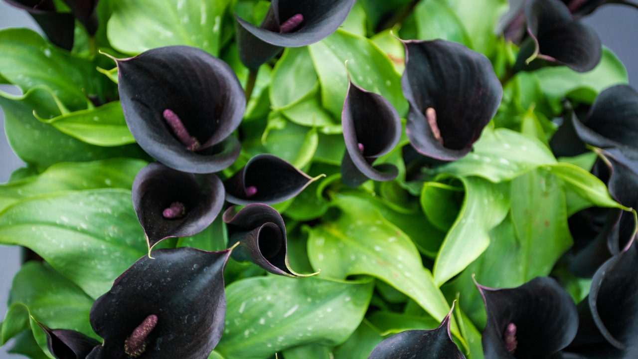 Black Calla Lilies Became Fall’s Boldest Décor Trend - black callalily 2 dp346642902 dnoh