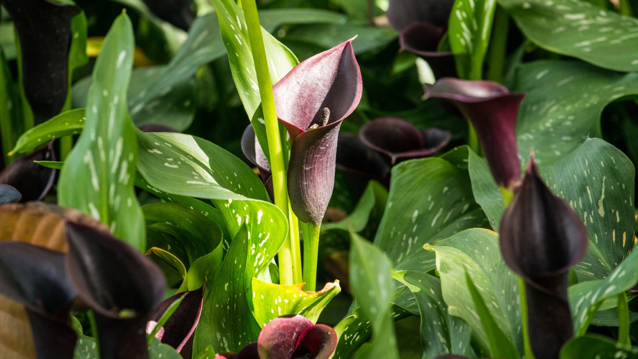 Black Calla Lilies Became Fall’s Boldest Décor Trend - black callalily 3 dp576025464 dnoh