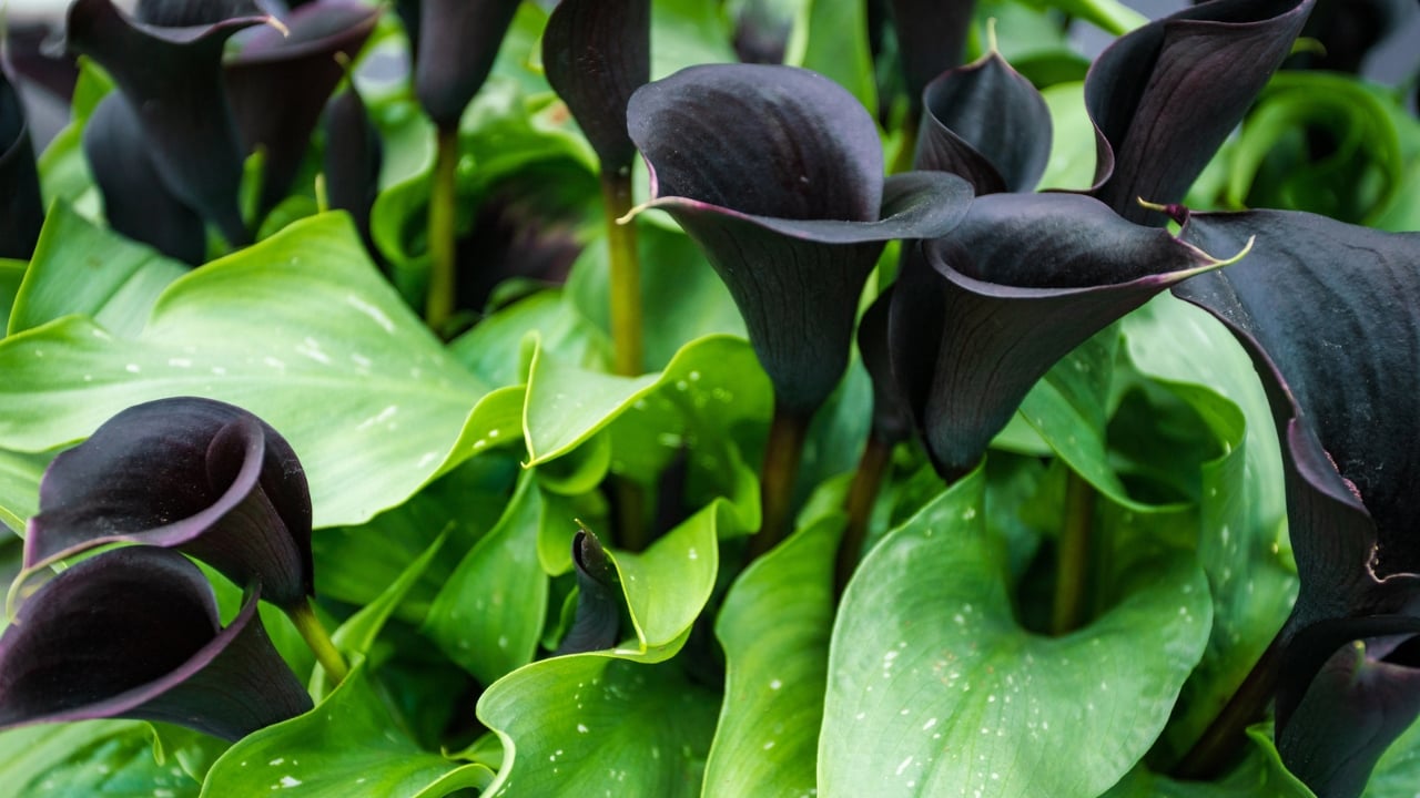 Black Calla Lilies Became Fall’s Boldest Décor Trend - black callalily 4 dp354486022 dnoh