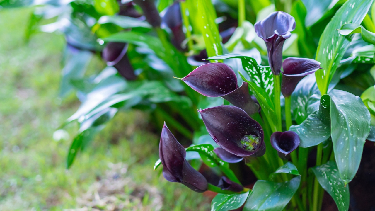Black Calla Lilies Became Fall’s Boldest Décor Trend - black callalily 6 dp423532474 dnoh