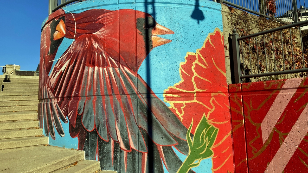 7 States Call the Cardinal Their Own—What It Means  - cardinal ohio ss2460702725 degm