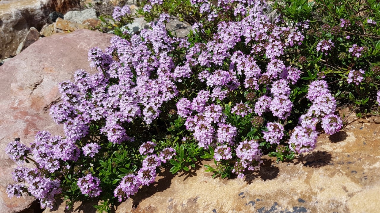 Creeping Thyme Lawns Are the Future of Sustainable Landscaping - creeping thyme dp501441400 dnoh