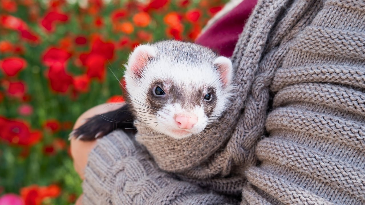 Releasing Captive Animals Sounds Noble but Here’s the Reality - domestic pet ferret ss2272677061 degm
