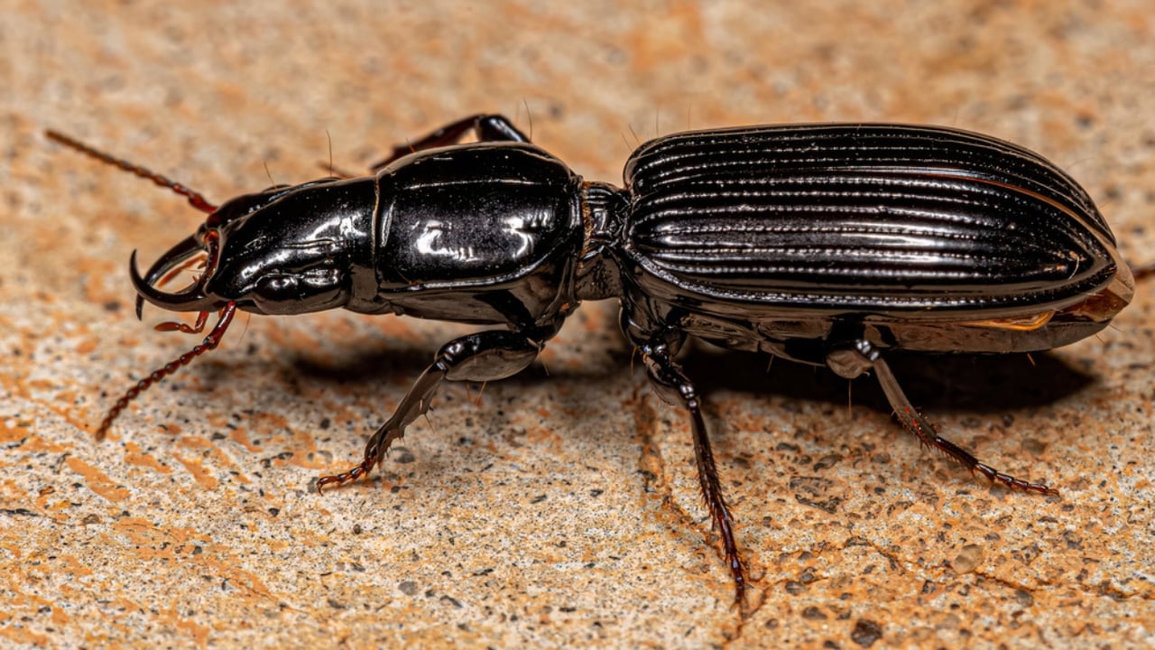 How to Get Rid of Grubs Naturally: 11 Proven Methods - ground beetles dp615201616 dnoh