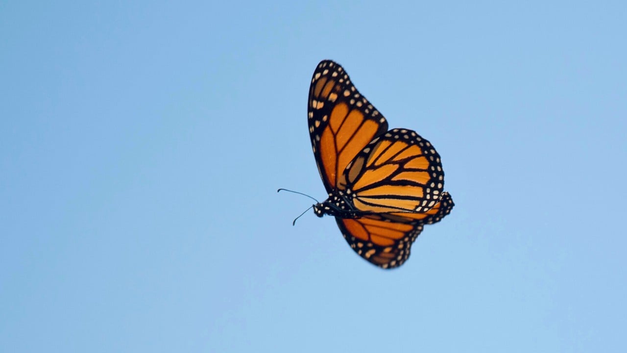 Monarchs Defy Fragility: 10 Facts About Their Strength - monarch butterfly ss1539531752 degm