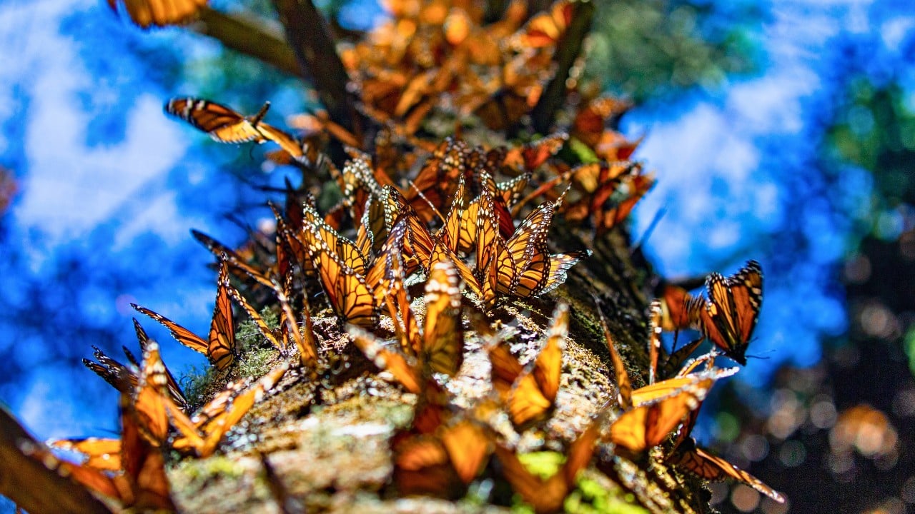 Monarch Butterfly Facing Extinction: U.S. Proposes Protections - monarch butterfly ss2232185337 degm