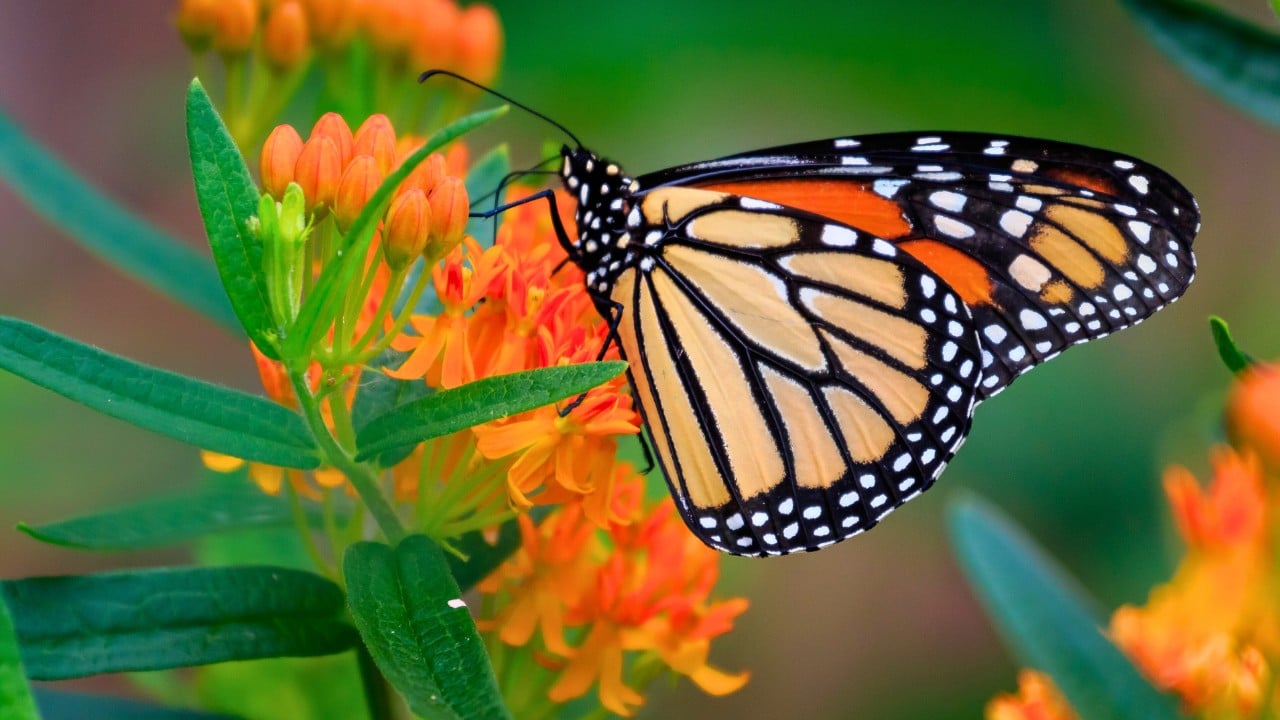 Monarch Butterfly Facing Extinction: U.S. Proposes Protections - monarch butterfly ss2421823523 degm
