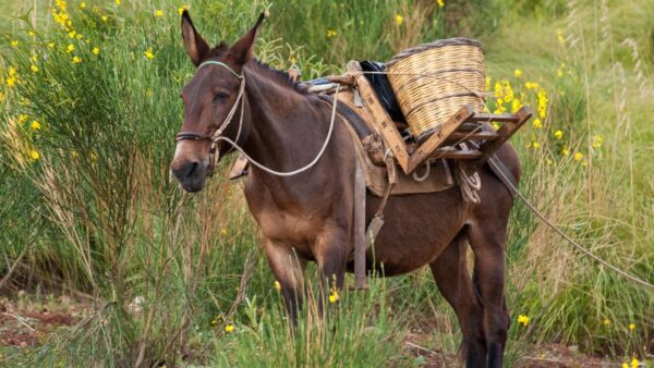 15 Facts About Mules That Will Change How You See Them