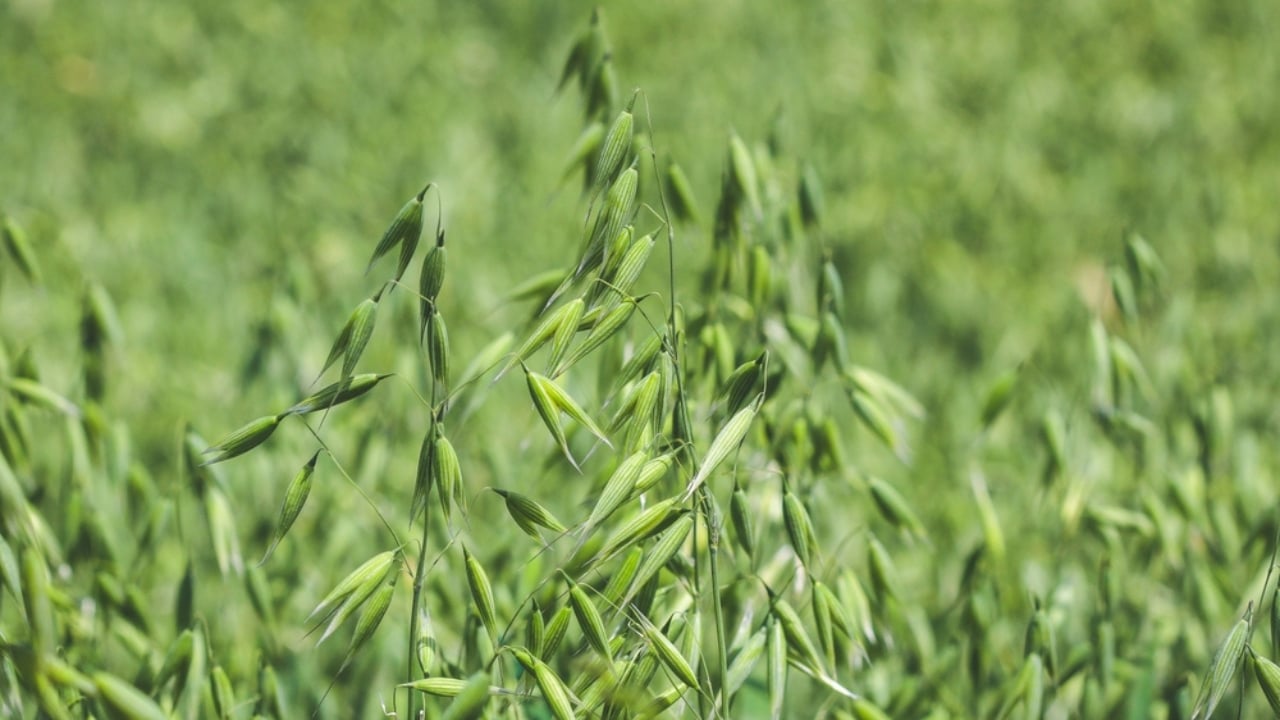 11 Flowers & Plants That Rose from the Ashes of War - oats ss2253081593 dpdgm