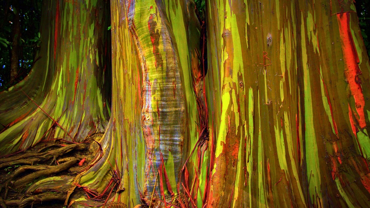Meet the Rainbow Eucalyptus: Nature’s Most Colorful Tree - rainbow eucalyptus tree ss1080661949 degm