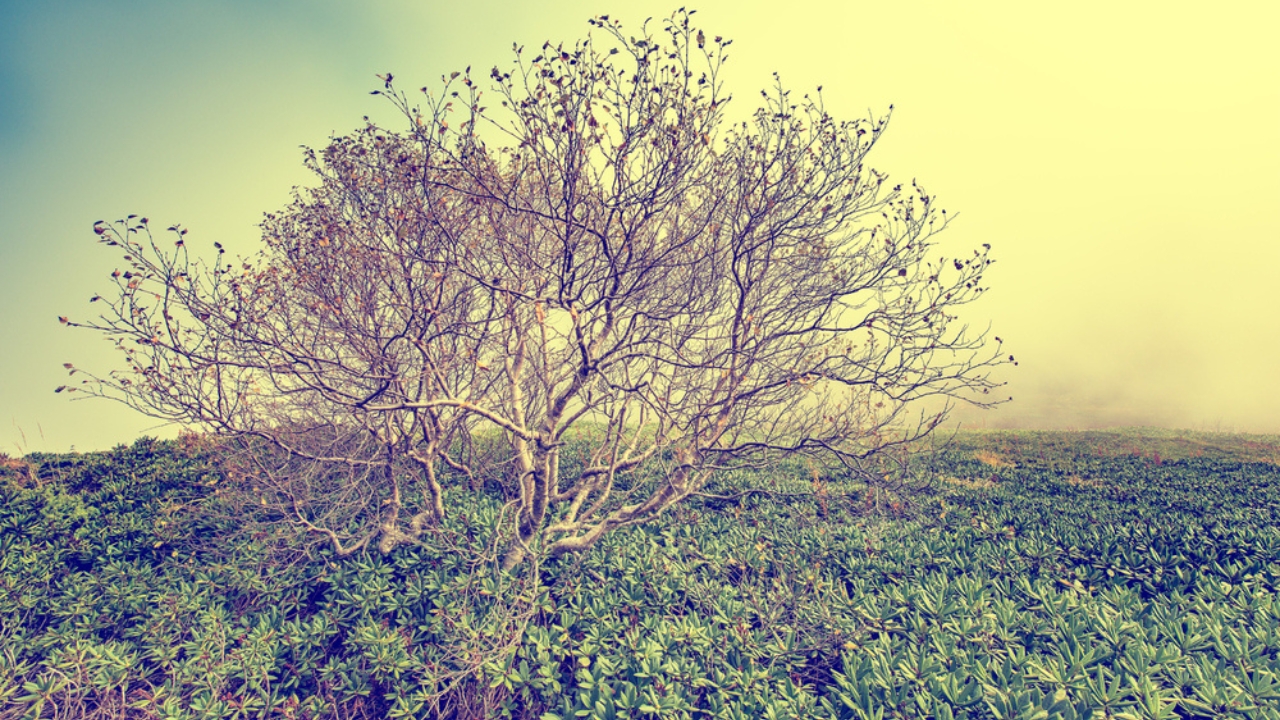 15 Woods You Should Never Burn: Protect Your Health and Home - rhododendron wood tree dp127878000 dnoh