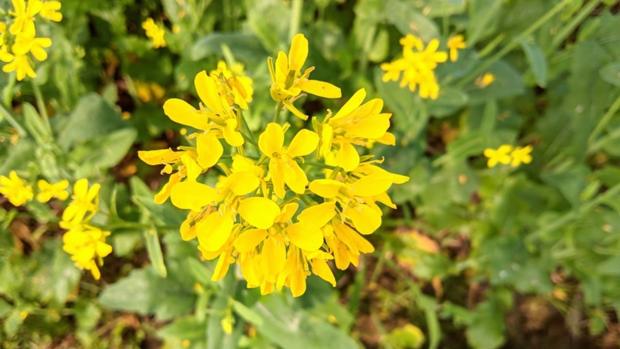 11 Flowers & Plants That Rose from the Ashes of War - wild mustard ss2296819583 dpdgm