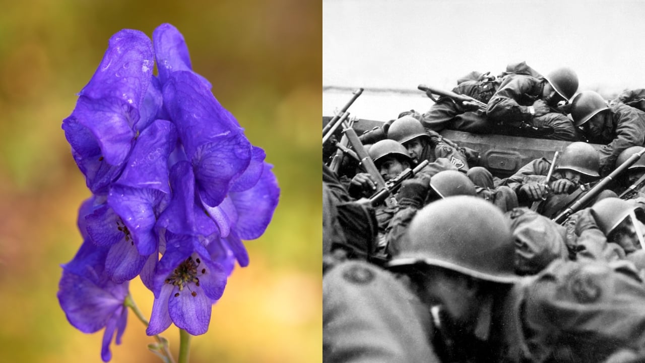 7 Deadly Plants That Changed Warfare With Poison and Fear - wolfsbane ss1299092662 dnoh Crossing the Rhine wc