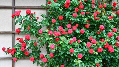 The Hidden Secrets to Growing Dreamy Climbing Roses (Even Beginners Can ...