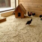 Why Chicken Owners Swear by Sand for Coops & Runs - chicken coop sand ss1303776058dnoh